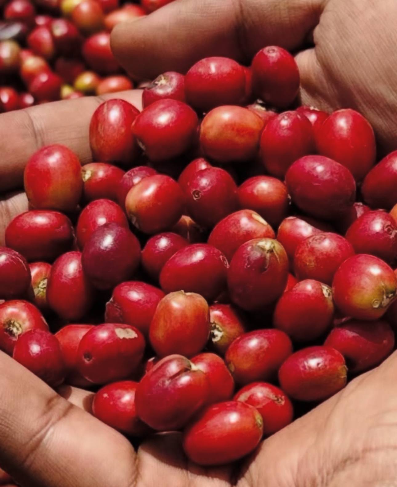 Coffee Seedlings